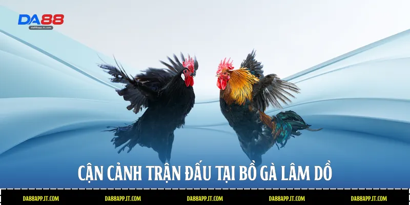 Cận cảnh trận đấu tại bồ gà Lâm Dồ 