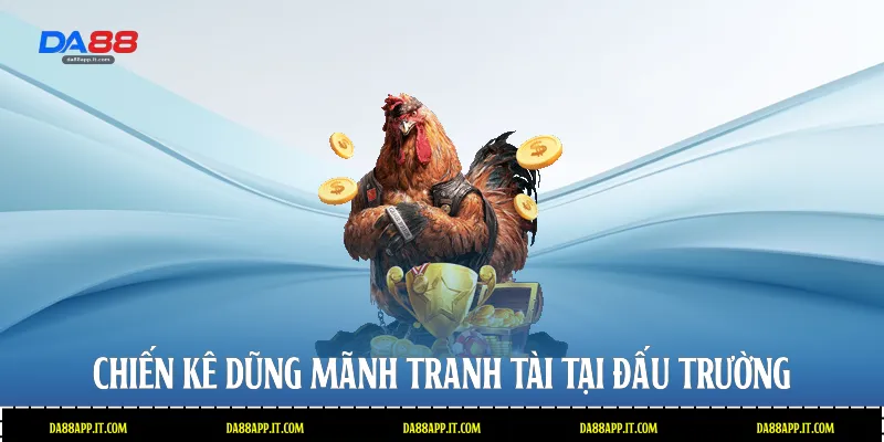 Chiến kê dũng mãnh tranh tài tại đấu trường 