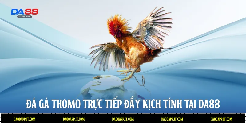 Đá gà thomo trực tiếp đầy kịch tính tại Da88 