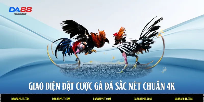 Giao diện đặt cược gà đá sắc nét chuẩn 4K 