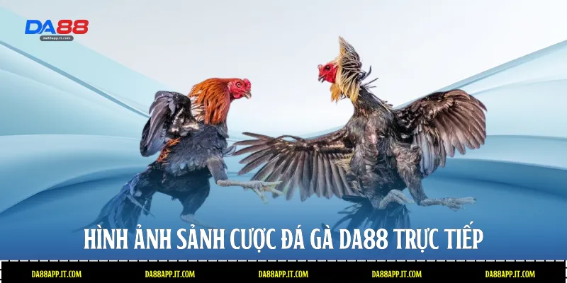 Hình ảnh sảnh cược Đá gà Da88 trực tiếp 